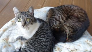 猫の誤飲に注意! ヘアゴムを食べていた猫の様子と病院での処置、手術費用
