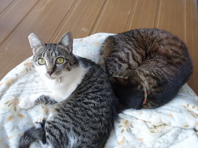 猫の誤飲に注意 ヘアゴムを食べていた猫の様子と病院での処置 手術費用 林原りかの公式ブログ 林原商店