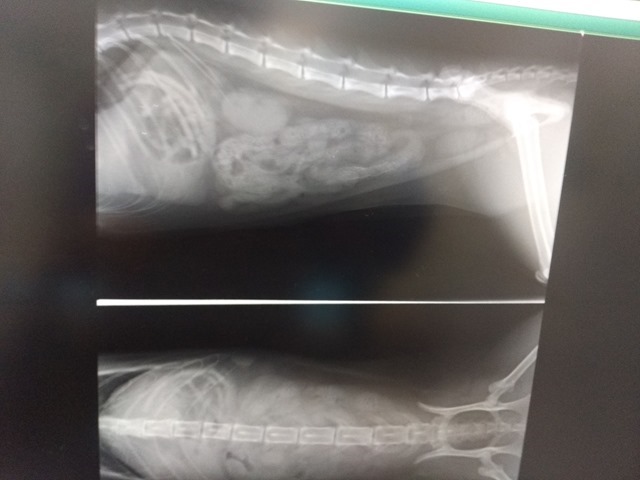 猫の誤飲に注意 ヘアゴムを食べていた猫の様子と病院での処置 手術費用 林原りかのブログ 林原商店