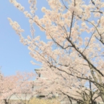金沢・ひらみぱんモーニングからの桜の花見ウォーキングで、トレーニング兼プチ旅行気分。できる範囲で、楽しく動いて健康に！